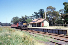 Bittern