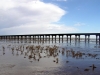 p1010012pier