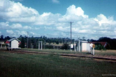 Blackbutt