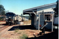 Tingoora