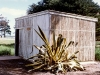healthy cactus